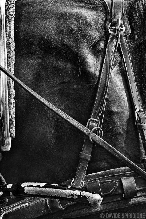 Davide Spiridione 034