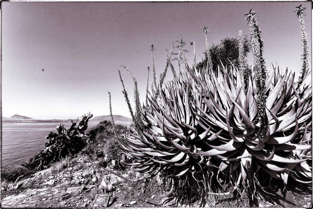 Brazillian Aloe